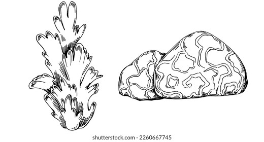 Hand drawn corals isolated on white. Sketch drawing