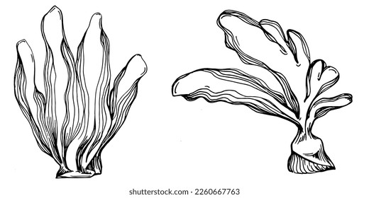 Hand drawn corals isolated on white. Sketch drawing