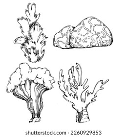 Hand drawn corals isolated on white. Sketch drawing