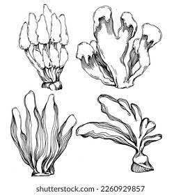 Hand drawn corals isolated on white. Sketch drawing