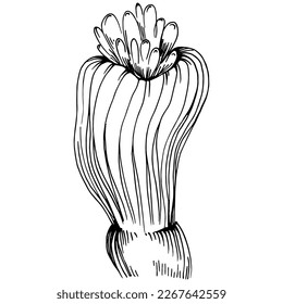 Corales dibujados a mano aislados en blanco. Dibujo de esbozo