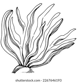 Hand drawn corals isolated on white. Sketch drawing
