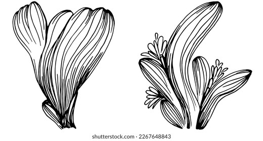 Hand drawn corals isolated on white. Sketch drawing