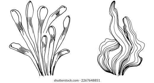 Hand drawn corals isolated on white. Sketch drawing