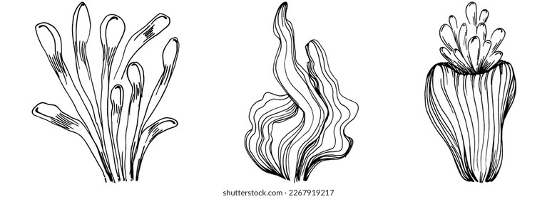 Hand drawn corals isolated on white. Sketch drawing