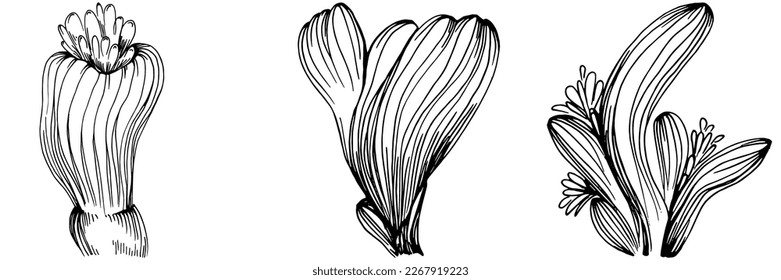 Hand drawn corals isolated on white. Sketch drawing