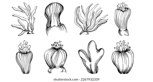 Hand drawn corals isolated on white. Sketch drawing