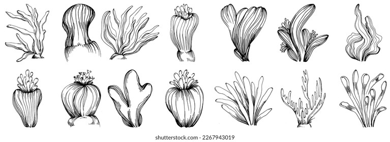 Hand drawn corals isolated on white. Sketch drawing