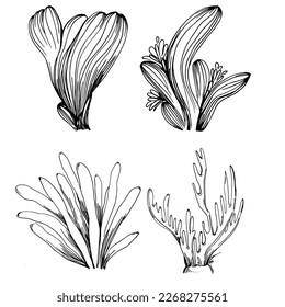 Hand drawn corals isolated on white. Sketch drawing