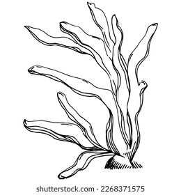 Hand drawn corals isolated on white. Sketch drawing
