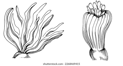 Hand drawn corals isolated on white. Sketch drawing