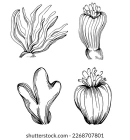 Hand drawn corals isolated on white. Sketch drawing
