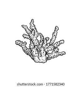 Hand drawn corals. Stylophora corals. Underwater reef element. Vector illustration isolated on white background.