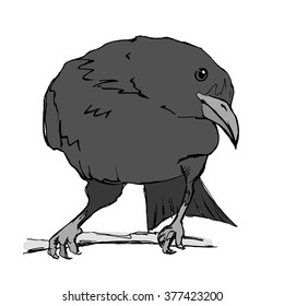 Hand drawn corbie on branch. Vector stock illustration