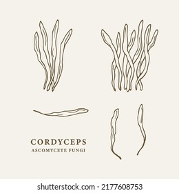 Hand Drawn Cordyceps Mushroom Illustration