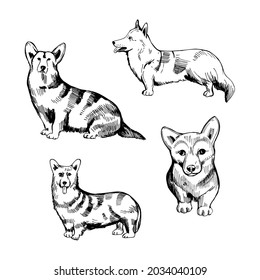 Hand drawn corgi dog.  Vector sketch  illustration.  