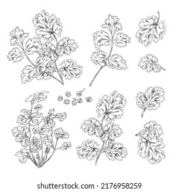 Hand drawn coriander leaves, branches and seeds - flat vector illustration isolated on white background. Set of spices of cilantro or Chinese parsley. Outlined herbs with engraving.