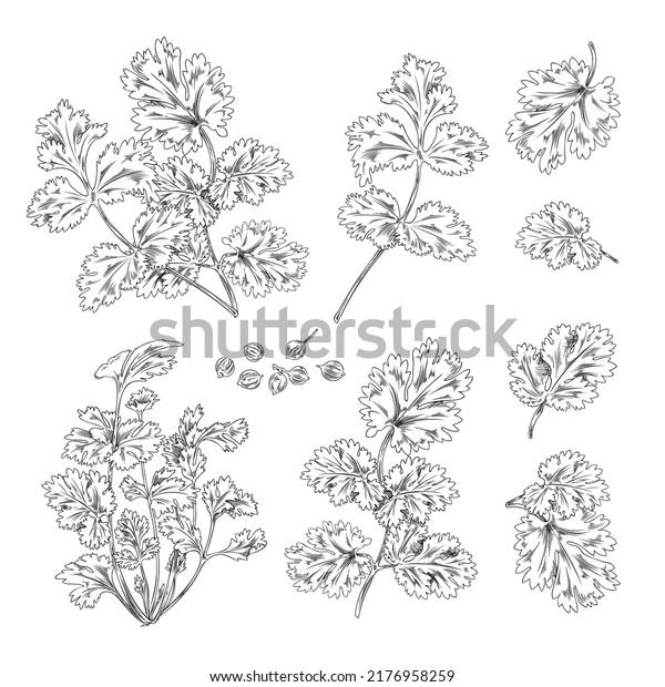 Hand drawn coriander leaves, branches and
seeds - flat vector illustration isolated on white background. Set
of spices of cilantro or Chinese parsley. Outlined herbs with
engraving.