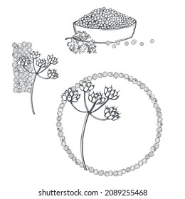 Hand drawn coriander  seeds. Vector sketch illustration