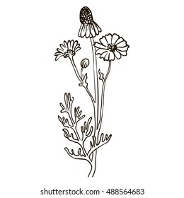 Hand drawn Corn Camomile vector illustration on a white background, medicinal herb.