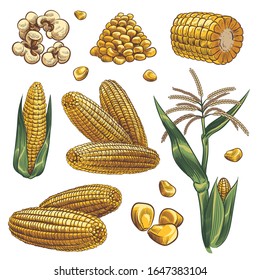 Hand drawn corn 