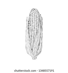 Hand drawn corn cob illustration vector 