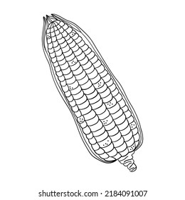 corn on the cob outline