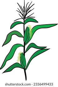 Planta de mazorca de maíz dibujada a mano