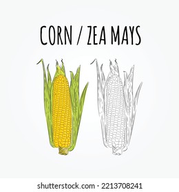 hand drawn corn color and black and white, vector illustration 