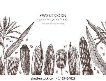 Hand drawn corn design. With Maize plant, corn cob and grains. Botanical drawing of vintage cereal plants. Great for packaging, menu, label. Farm fresh food background.