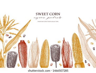 Hand drawn corn design. Vector maize sketches. With Maize plant, corn cob and grains. Botanical drawing of vintage cereal plants drawing. Great for packaging, menu, label. Farm fresh food background.