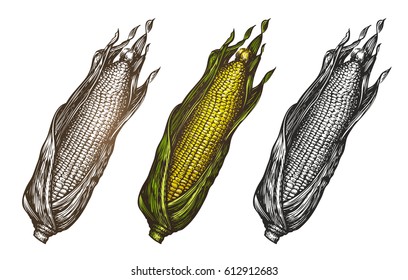 Hand drawn corn. Food sketch. Vector illustration