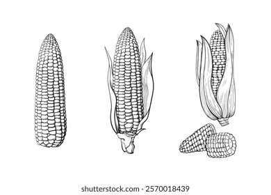 Hand drawn corn fruit set,Line art style illustration