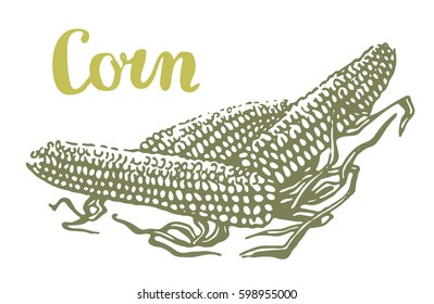 Hand drawn corn illustration in engraving style. Vector elements isolated on white background.