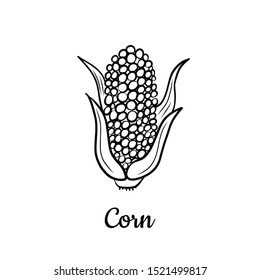 Hand drawn Corn isolated on a white. Vegetables drawings. Vector illustration.