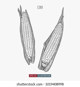 Hand drawn corn isolated. Template for your design works. Engraved style vector illustration.
