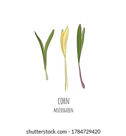 Hand drawn corn micro greens. Vector illustration in sketch style isolated on white background.