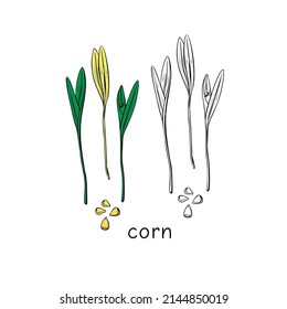Microvegetales de maíz extraídos a mano. Ilustración vectorial en el estilo de esbozo aislado en el fondo blanco.