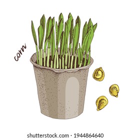 Hand drawn corn microgreens. Healthy food