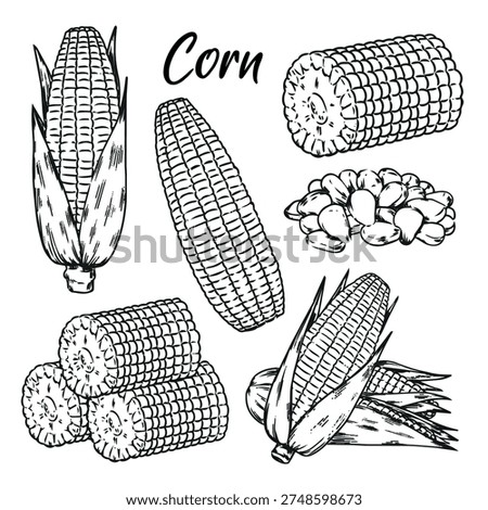 Hand drawn corn outline drawing vector illustration