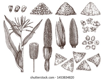 Hand drawn corn products  Kitchen illustrations  Vector maize plant sketches set  Food  fast food   ingredients vintage drawings  Great for packaging  banner  menu  label  High detailed collection 