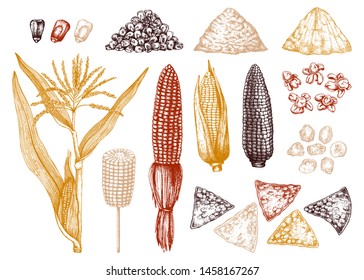 Hand drawn corn products. Kitchen illustrations. Vector maize plant sketches set. Food, fast food and ingredients vintage drawings. Great for packaging, banner, menu, label. High detailed collection.