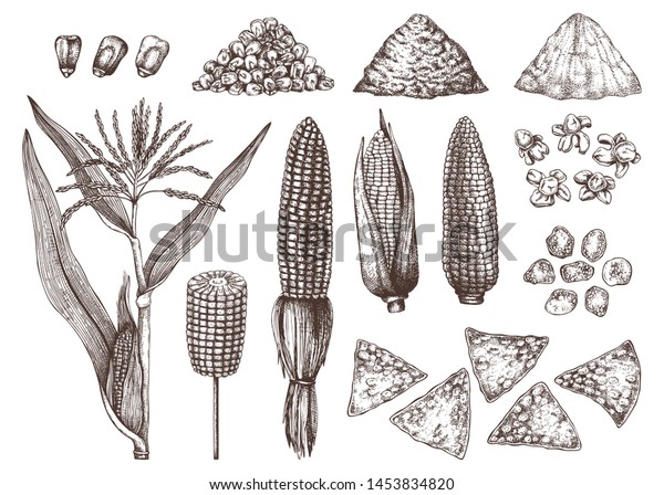 Hand Drawn Corn Products Kitchen Illustrations Stock Vector (Royalty ...