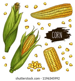 Hand drawn corn set. Isolated ripe corn cobs and grain with label. Vegetarian food design for shop, market, book, menu, poster, banner. Vector sketch illustration