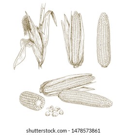 Hand Drawn Corn. Set Sketches With Maize Plant, Corn Cob, Leaves And Grains. Vector Illustration Isolated On White Background.