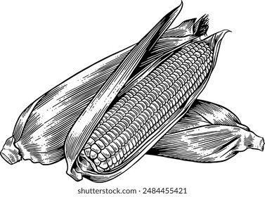 Hand drawn Corn Sketch Illustration