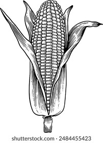 Hand drawn Corn Sketch Illustration