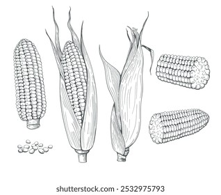 Esboço de milho desenhado à mão. Doce planta botânica saudável colheita milho espigas e grãos ilustração vetor isolado