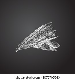 Hand drawn corn sketch symbol. Vector maize element in trendy style.