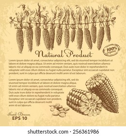 Hand drawn corn  Vector design and copy  paste space